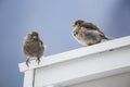 Two Cute little sparrows on a white fence on the blue background in the autumn