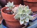 Two cute little succulent plants in a pot