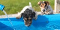 Two cute little thirsty Jack Russell Terrier dogs drinking cold water from a well on a hot summer day Royalty Free Stock Photo