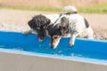 Two cute little thirsty Jack Russell Terrier dogs drinking cold water from a well on a hot summer day Royalty Free Stock Photo
