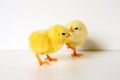 two cute little tiny newborn yellow baby chicks on white background. Royalty Free Stock Photo