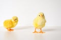 two cute little tiny newborn yellow baby chicks on white background.