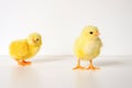 Two cute little tiny newborn yellow baby chicks on white background. Royalty Free Stock Photo