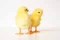 two cute little tiny newborn yellow baby chicks on white background. Royalty Free Stock Photo