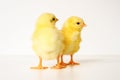 two cute little tiny newborn yellow baby chicks on white background. Royalty Free Stock Photo