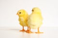 two cute little tiny newborn yellow baby chicks on white background. Royalty Free Stock Photo