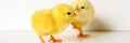 two cute little tiny newborn yellow baby chicks on white background. banner. Royalty Free Stock Photo