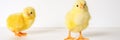 Two cute little tiny newborn yellow baby chicks on white background. banner. Royalty Free Stock Photo