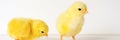 two cute little tiny newborn yellow baby chicks on white background. banner. Royalty Free Stock Photo