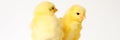 Two cute little tiny newborn yellow baby chicks on white background. banner. Royalty Free Stock Photo