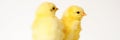 Two cute little tiny newborn yellow baby chicks on white background. banner. Royalty Free Stock Photo