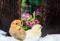 Two cute little white and brown fluffy feather chicken in nature background. newborn chick design and decorative work. farm and Royalty Free Stock Photo