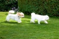 Two cute little white toy breed dogs playing in a garden Royalty Free Stock Photo