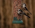 Two cute Long tailed Tits on wire peanut bird feeder