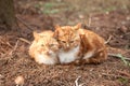 Two cute lovely young cats