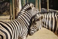 Two cute loving zebras in the zoo on a sunny day, Hippotigris. Royalty Free Stock Photo