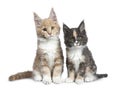 Two cute Maine Coon cat kittens sitting beside on white background. Royalty Free Stock Photo