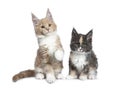 Two cute Maine Coon cat kittens sitting beside on white background. Royalty Free Stock Photo