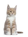Two cute Maine Coon cat kittens sitting beside on white background. Royalty Free Stock Photo