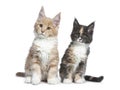 Two cute Maine Coon cat kittens sitting beside on white background. Royalty Free Stock Photo