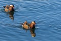 Two cute mandarin duck swimming in the lake