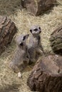Two cute meercats Royalty Free Stock Photo