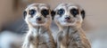 Two cute meerkats, close-up Royalty Free Stock Photo