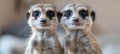 Two cute meerkats, close-up