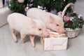 Two cute mini pigs and gift box