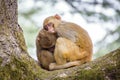 Two cute monkeys sleeping on each other Royalty Free Stock Photo