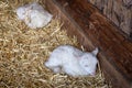 Two white baby lambs on hay in the barn. Royalty Free Stock Photo
