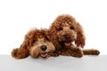 Two cute sweet red-brown poodles, liitle dogs posing isolated over white studio background. Pet look happy, healthy and Royalty Free Stock Photo