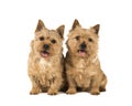 Two cute norwich terrier dog sitting isolated on a white background