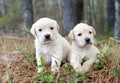 Pair of Golden Retriever Puppies Royalty Free Stock Photo