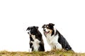 Two obedient border collies sitting side by side outside in autumn season against white sky background