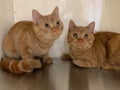 Two cute orange kittens against a white wall