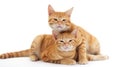 Two cute orange kittens isolated on white background. Focus on cat. Generative AI.