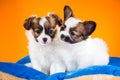 Two cute Papillon puppies on a orange background