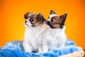 Two cute Papillon puppies on a orange background