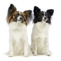 Two cute papillons sitting in a white photo studio Royalty Free Stock Photo