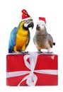 Two cute parrotts on gift box Royalty Free Stock Photo