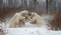 Two cute pawed mammals playfully walking in snowy wilderness area generated by AI