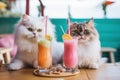 Two cute persian cats drinking colorful summer cocktails garnished with fruits. Tropucal vacation