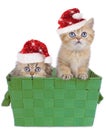 Two cute persian kitten with Santa hat