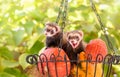 Pet ferrets, Mustela putorius furo, together in a basket with pumpkins