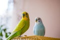 Two cute pet parrots, yellow-green parrot and blue-white parrot Royalty Free Stock Photo