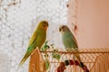 Two cute pet parrots, yellow-green parrot and blue-white parrot Royalty Free Stock Photo