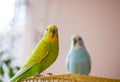 Two cute pet parrots, yellow-green parrot and blue-white parrot Royalty Free Stock Photo