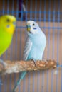 Two cute pet parrots, yellow-green parrot and blue-white parrot Royalty Free Stock Photo