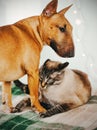 Two cute pets - a ginger bull terrier and a tabby cat play together on a plaid at home. Cat and dog are friends Royalty Free Stock Photo